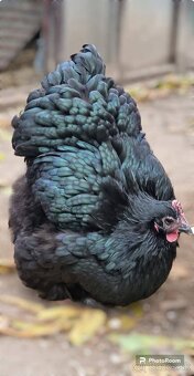 Kuriatka ORPINGTONKA ČIERNA - 4