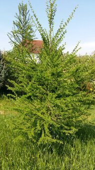 Smrekovec opadavý - 4