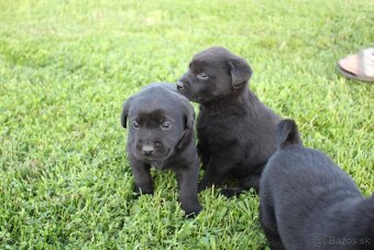 Šteniatka labradora k rezervácii - 4