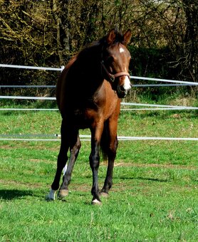 QH kobyla - 4