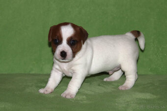 štěňata Jack Russell teriéra s PP - 4