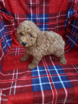 Maltipoo - 4