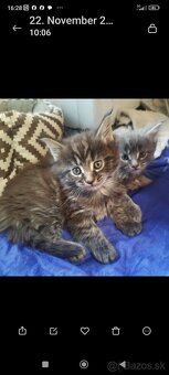 Mainska mývalia mačka - 4