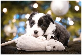 Border Collie Border Kolia s PP FCI - 4