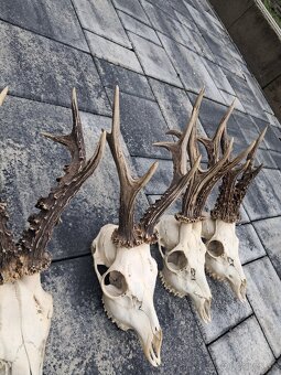 Parozie, trofej, parohy,trofeje - 4