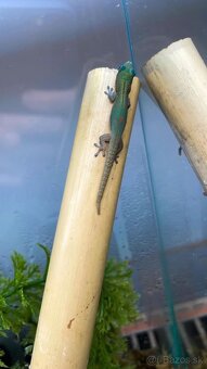 Phelsuma Laticauda blue line 0.0.3 - 4