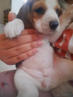 Beagl, beagle, bigl - 4