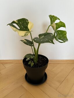 Monstera albo - 4