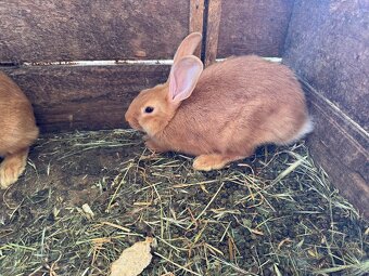Predám burgundské králiky – čistokrvné 🐰 - 4