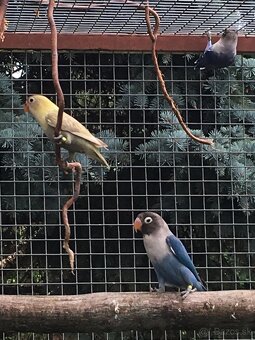 Agapornis skraboskovy - 4