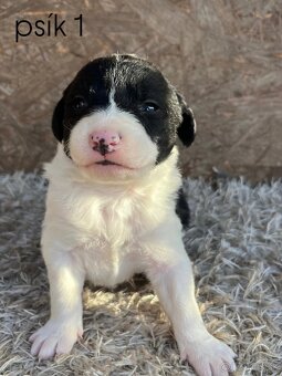 Predám šteniatka border kolie – otec mix border kolie - 4