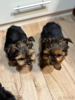 York, Yorkshire, Yorkshire terier, mini yorkshire - 4