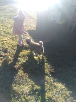 Kaukazský ovčiak - 4