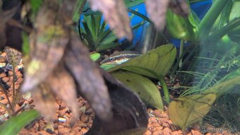 Ryby:Caridina Japonica XL, Gupka Sunset, Mrenka siamska - 4