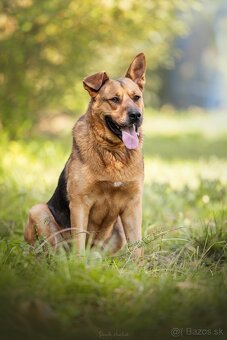 Darujem mohutného psa Maxa - mix nemecký ovčiak - 4