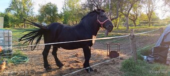 Ťažný žrebec - 4