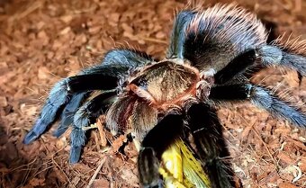 Tarantula,vtackár - 4