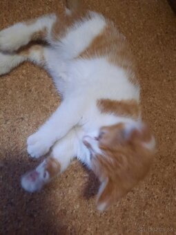 Darujem kocúrika - 4