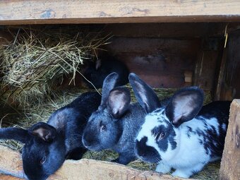 Predám zajace králiky - 4