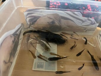 predám gubky a prisavníkov - 4