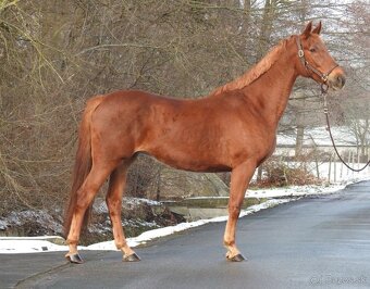 Prodám westfalskou kobylu s top původem - 4