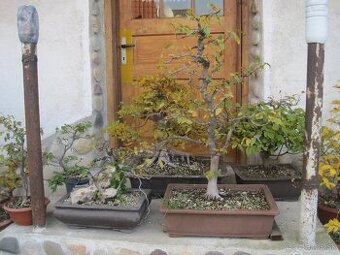 BONSAI,BONSAJ-HRAB 2 - 4