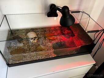 Korytnačka  písmenkova + akvárium - 4