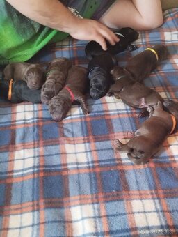 Labrador retriever s PP - 4