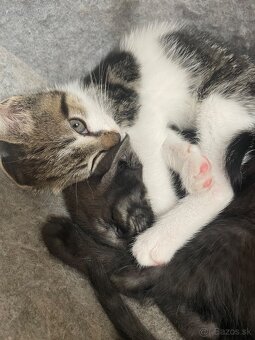 1/2 Mainská mývalia mačka/kocúr (Maine Coon) - 4