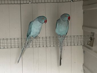 Alexander maly hch opal - 4