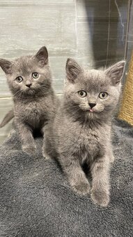 Britský Kocurik - 4