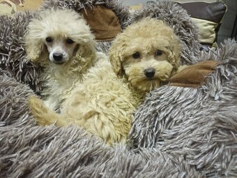 Pudel trpasličí - 4