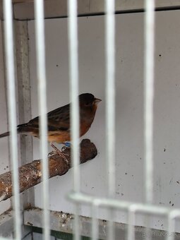 Predám kanárikov - 4