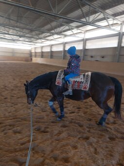 QH kobyla - 4