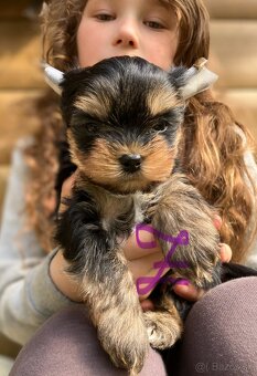 Yorkshire terrier s PP - 4