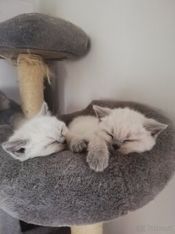 Ragdoll - 4