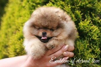 Pomeranian FCI - 4