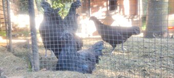Ayam Cemani - 4