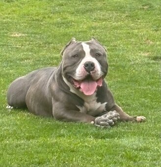 American bully - 4