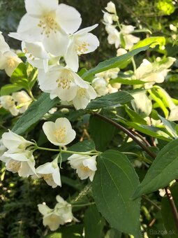 Predám JAZMÍN a PAJAZMÍN - 4