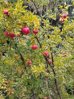 Gránátové jablko- Ovocie, nie rastlinka - 4