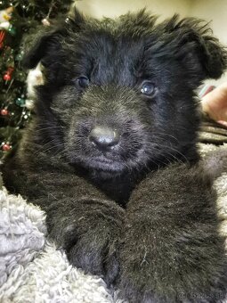 Nemecký ovčiak šteniatka - 4