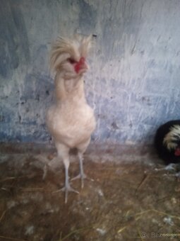 Predám kohúta Paduanka - 4