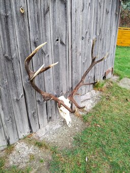 Poľovnícka trofej jeleň - 4