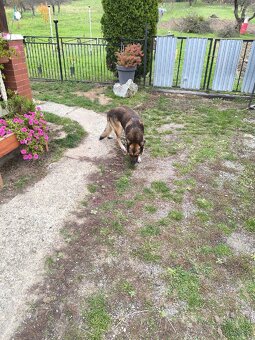 Belgický ovčiak na krytie - 4