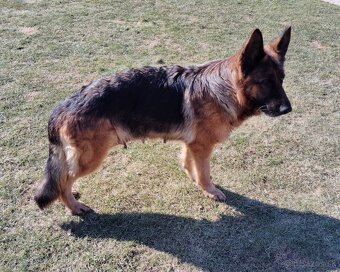 Steniatka nemecky ovciak - 4