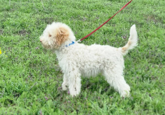 Lagotto Romagnolo steniatko s PP papiermi - 4