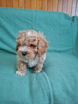 Maltipoo - 4