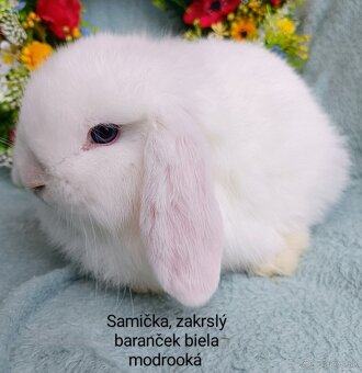 Zakrslý baranček s VP samička biela modrooká - 4