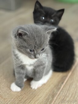 🐾 Na predaj krásne, prítulné mačiatka - 4